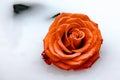 Beautiful rose in milk Royalty Free Stock Photo