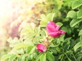 Beautiful rose on morning sun rays, natural green foliage background Royalty Free Stock Photo