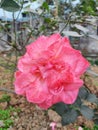Beautiful rose in my garden Royalty Free Stock Photo