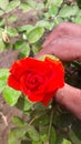 The Beautiful Rose of the Beautiful Nature Gifted to our life and so pretty