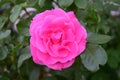 Beautiful rose outside in the summer garden