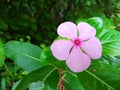 Beautiful Rose Periwinkle flower in garden