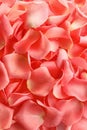 Beautiful rose petals Royalty Free Stock Photo