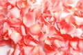 Beautiful rose petals Royalty Free Stock Photo