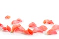 Beautiful rose petals Royalty Free Stock Photo