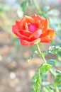 Beautiful rose petals are blooming, HD red flowers pictures