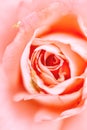 Beautiful rose petals close-up. coral flower out of focus macro photography. cute light green spider on a flower. delicate natural