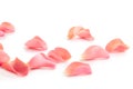 Beautiful rose petals on white background Royalty Free Stock Photo