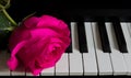 Beautiful rose on piano keys. Romance, celebration, postcard. Mother`s day, Birthday, March 8, Valentine`s day. Attention, Date,