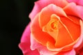 Beautiful rose with pink and orange colors Royalty Free Stock Photo