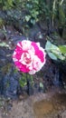 Morning fresh , pink & white Rose