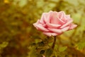 Beautiful Rose Retro