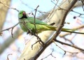 Beautiful Rose Ringed Parakeet perched on a tree trunk