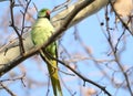 Beautiful Rose Ringed Parakeet perched on a tree trunk