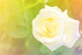 Beautiful rose Royalty Free Stock Photo