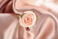 Beautiful rose on shiny fabric Royalty Free Stock Photo