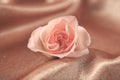 Beautiful rose on shiny fabric , closeup Royalty Free Stock Photo