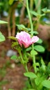 Beautiful rose shot. Kerala flowers
