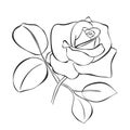 Beautiful rose - vector sketch