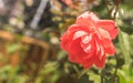 Closeup of a beautiful red and pink rose in the garden Royalty Free Stock Photo