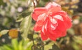 Closeup of a beautiful red and pink rose in the garden Royalty Free Stock Photo