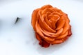 Breathtaking rose on a white background