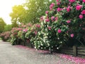 Beautiful rose trees bushes along the alley