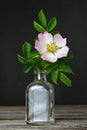 Beautiful rose in vase Royalty Free Stock Photo
