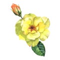 Beautiful rose watercolor hand-painted isolated on white background.