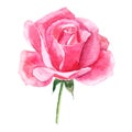 Beautiful rose watercolor hand-painted isolated on white background.
