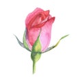 Beautiful rose watercolor hand-painted isolated on white background.