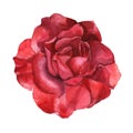 Beautiful rose watercolor hand-painted isolated on white background.