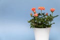 Beautiful rose in white pot on a blue background Royalty Free Stock Photo