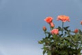 Beautiful rose in white pot on a blue background Royalty Free Stock Photo