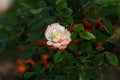 Beautiful rose with white and red petals flower and buds Royalty Free Stock Photo