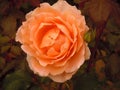 The beautiful rose