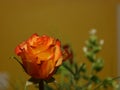 A beautiful rose on a yellow background