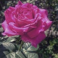 Beautiful Rose