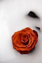 A beautiful rose for you and your loved ones Royalty Free Stock Photo