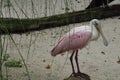 Beautiful Roseate spoonbill bird Royalty Free Stock Photo