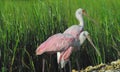 BIRDS- Florida- Close Up of Two Wild Roseate Spoonbills