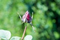 Beautiful Rosebud Valentine background you love/ A fragrant rose bloomed in the summer garden.