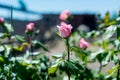 Beautiful Rosebud Valentine background you love/ A fragrant rose bloomed in the summer garden.