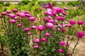 Beautiful rosebuds of asters in the garden. Flower bed in the Park. Royalty Free Stock Photo