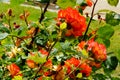 Beautiful rosebush with red roses darkened in the sun Royalty Free Stock Photo