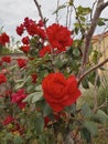 beautiful rosebush of red roses in a garden of a rural house in Cantabria Royalty Free Stock Photo