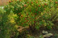 Beautiful rosehip bush with bright juicy fruits