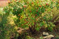 Beautiful rosehip bush with bright juicy fruits