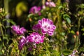 Beautiful rosehip, dog rose flower on sunny day Royalty Free Stock Photo