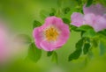 Beautiful rosehip flower on a green background